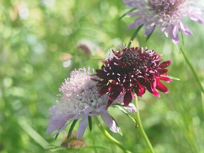 JARDIN DU MIP MOUANS SARTOUX, 0004