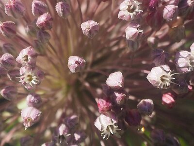 JARDIN DU MIP MOUANS SARTOUX, 0008