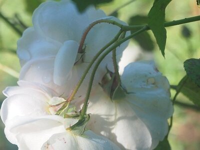 JARDIN DU MIP MOUANS SARTOUX, 0012