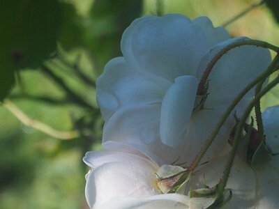 JARDIN DU MIP MOUANS SARTOUX, 0013