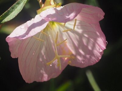 JARDIN DU MIP MOUANS SARTOUX, 0016