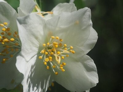 JARDIN DU MIP MOUANS SARTOUX, 0018