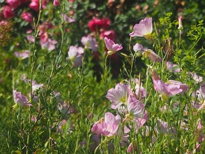 JARDIN DU MIP MOUANS SARTOUX, 0020