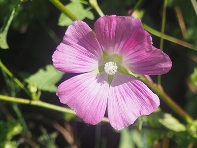 JARDIN DU MIP MOUANS SARTOUX, 0023