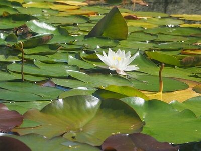 JARDIN DU MIP MOUANS SARTOUX, 0027