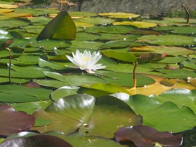 JARDIN DU MIP MOUANS SARTOUX, 0028