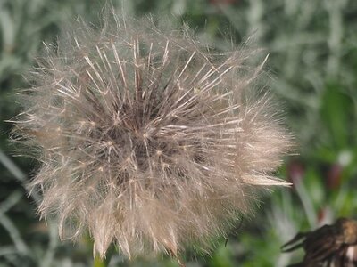 JARDIN DU MIP MOUANS SARTOUX, 0031