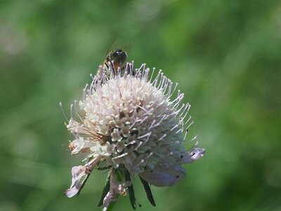 JARDIN DU MIP MOUANS SARTOUX, 0037
