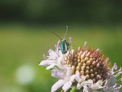 JARDIN DU MIP MOUANS SARTOUX, 0038