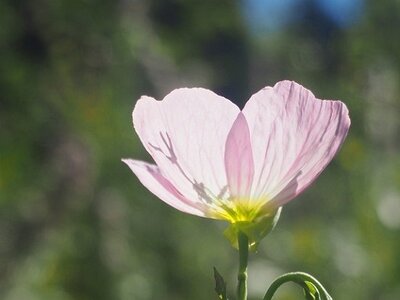 JARDIN DU MIP MOUANS SARTOUX, 0041