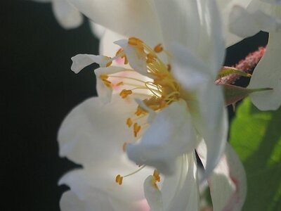 JARDIN DU MIP MOUANS SARTOUX, 0042