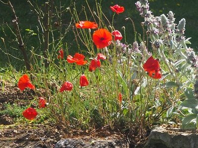 JARDIN DU MIP MOUANS SARTOUX, 0043