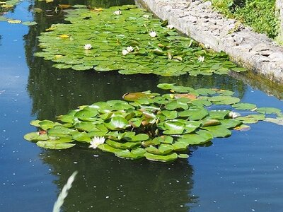 JARDIN DU MIP MOUANS SARTOUX, 0046