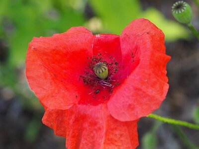 JARDIN DU MIP MOUANS SARTOUX, 0050