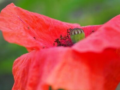 JARDIN DU MIP MOUANS SARTOUX, 0051