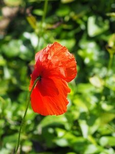 JARDIN DU MIP MOUANS SARTOUX, 0052