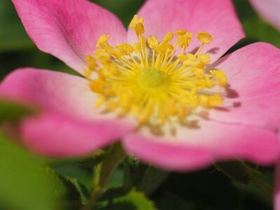 JARDIN DU MIP MOUANS SARTOUX, 0060