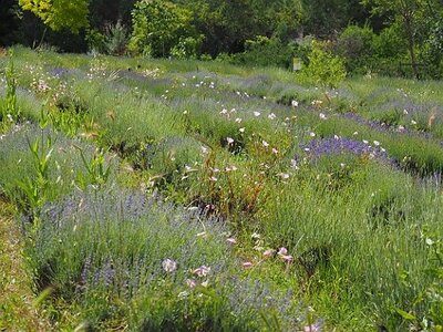 JARDIN DU MIP MOUANS SARTOUX, 0078