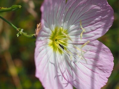JARDIN DU MIP MOUANS SARTOUX, 0079