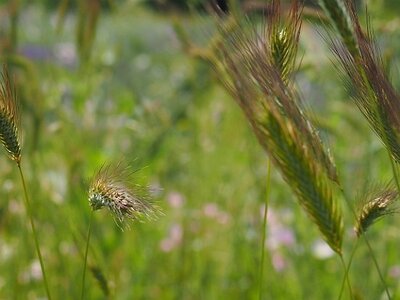 JARDIN DU MIP MOUANS SARTOUX, 0080