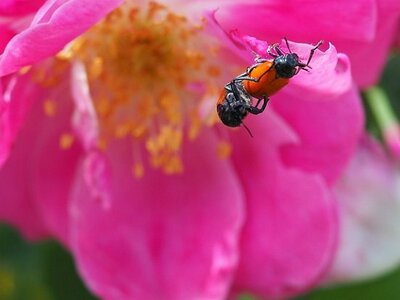 JARDIN DU MIP MOUANS SARTOUX, 0081