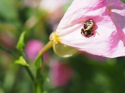 JARDIN DU MIP MOUANS SARTOUX, 0082