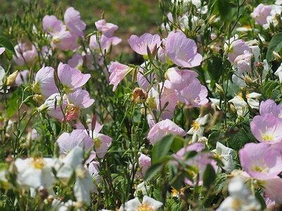 JARDIN DU MIP MOUANS SARTOUX, 0085