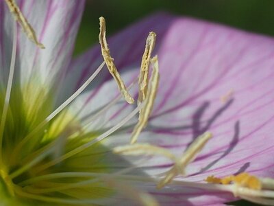 JARDIN DU MIP MOUANS SARTOUX, 0090