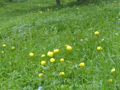 2020 06 11 Sous petite Autane, 2020_06_11 Boucle sous petite autane 107