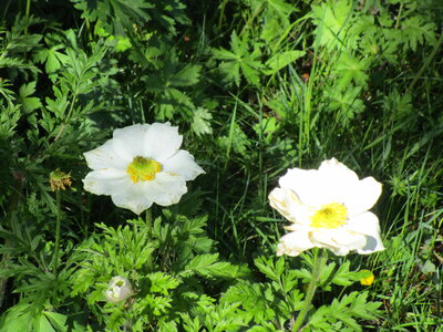 Risoul 6/2020, IMG_3887