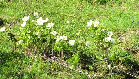 Risoul 6/2020, IMG_3892