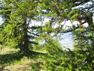 Risoul 6/2020, IMG_3917