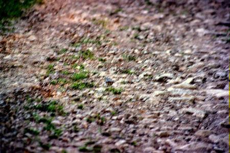 2005-2 randonnées, 087 Un rouge-gorge sur le sentier au départ de Steinabruck, 31 juillet