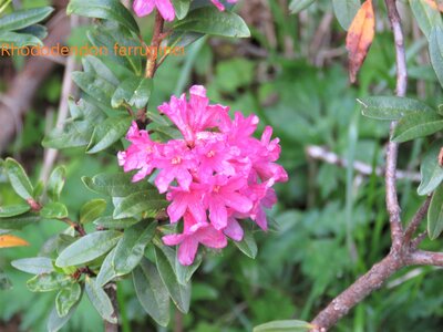 Rando Rhododendron Puy St Eusèbe, IMG_6207