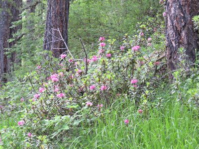 Rando Rhododendron Puy St Eusèbe, IMG_6208