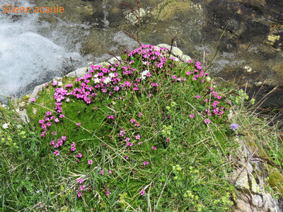 Rando Rhododendron Puy St Eusèbe, IMG_6246