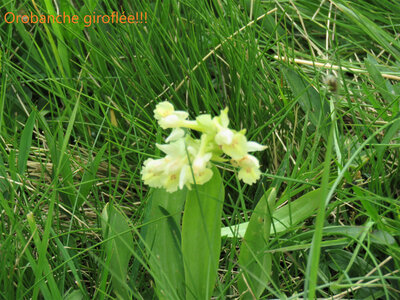 Rando Rhododendron Puy St Eusèbe, IMG_6251