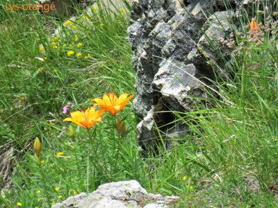 Rando Rhododendron Puy St Eusèbe, IMG_6255