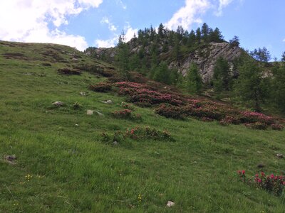 Rando Rhododendron Puy St Eusèbe, IMG_6674