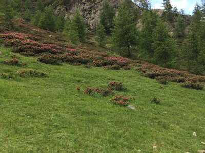 Rando Rhododendron Puy St Eusèbe, IMG_6689
