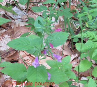 La Cluse Boucle des 3 cols, IMG_6261