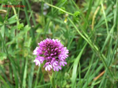 La Cluse Boucle des 3 cols, IMG_6292