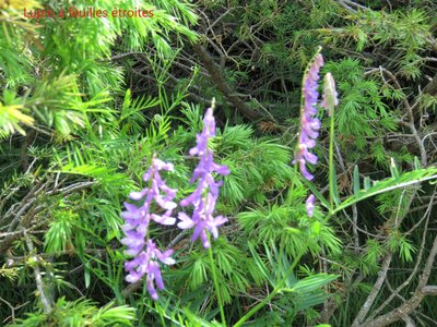 La Cluse Boucle des 3 cols, IMG_6294