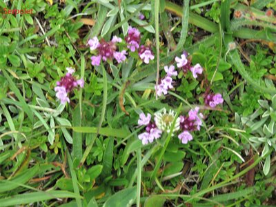 La Cluse Boucle des 3 cols, IMG_6302