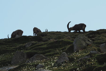 2020-06-21-26-grand-paradis, refuge-vittorio-sella-alpinisme-alpes-aventure-guillaume-2020-06-21-12