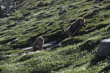 2020-06-21-26-grand-paradis, refuge-vittorio-sella-alpinisme-alpes-aventure-guillaume-2020-06-21-14
