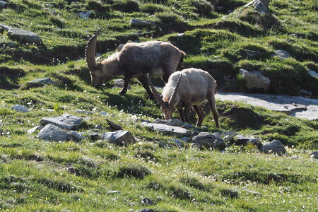 2020-06-21-26-grand-paradis, refuge-vittorio-sella-alpinisme-alpes-aventure-guillaume-2020-06-21-17
