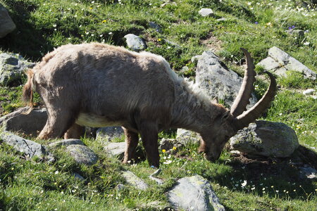 2020-06-21-26-grand-paradis, refuge-vittorio-sella-alpinisme-alpes-aventure-guillaume-2020-06-21-18