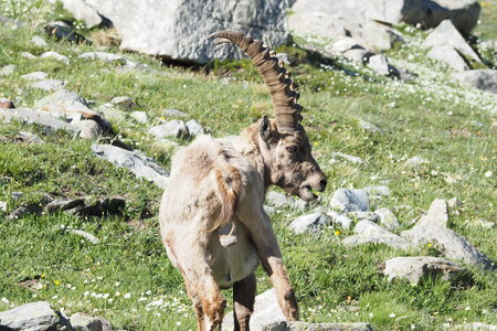 2020-06-21-26-grand-paradis, refuge-vittorio-sella-alpinisme-alpes-aventure-guillaume-2020-06-21-20