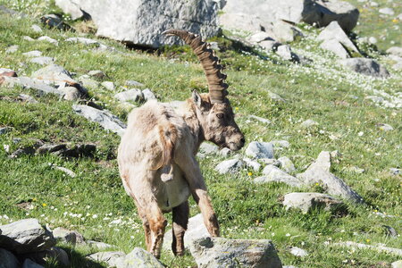 2020-06-21-26-grand-paradis, refuge-vittorio-sella-alpinisme-alpes-aventure-guillaume-2020-06-21-21